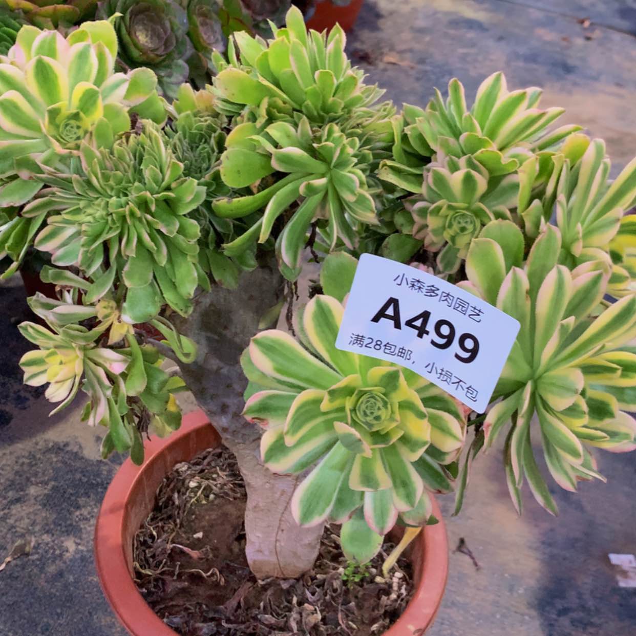 【闪购商品】四*奶499炎日伞多肉