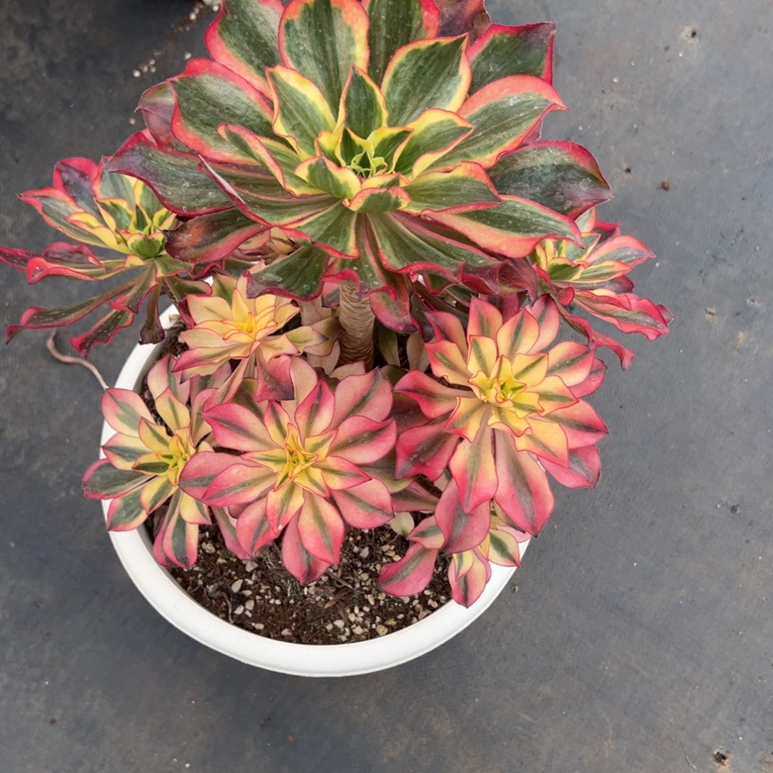 萍***聚74魅影duorouxixixixi多肉