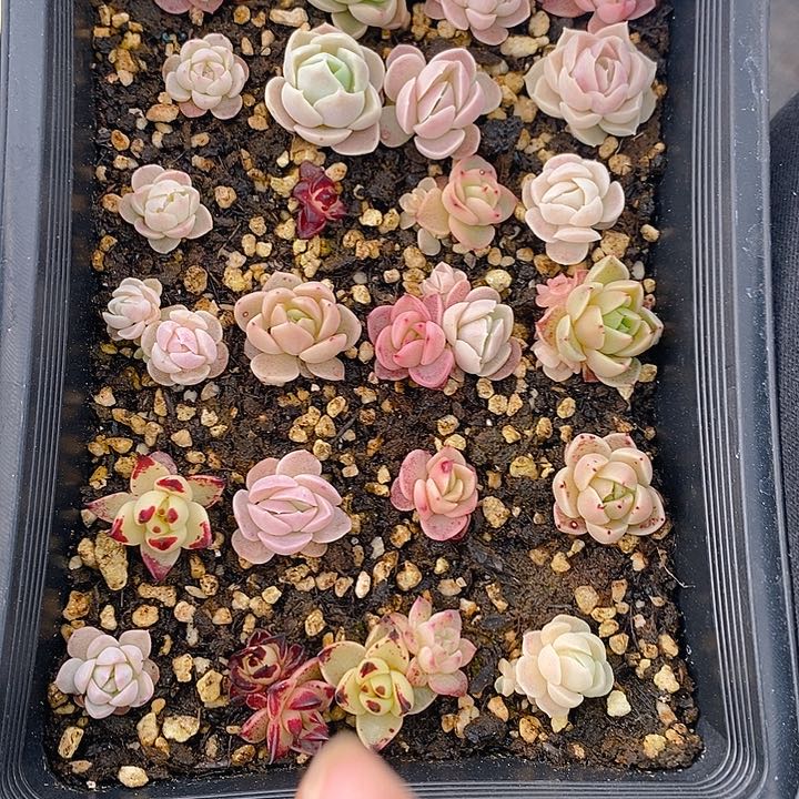 68 多肉植物盆栽花卉植物