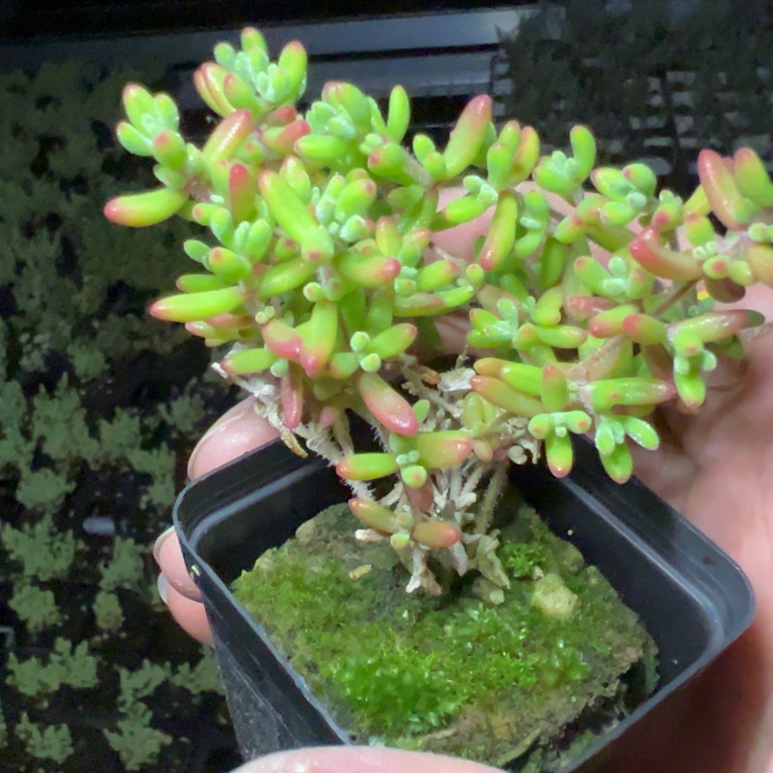 红宝石55杯老桩福利