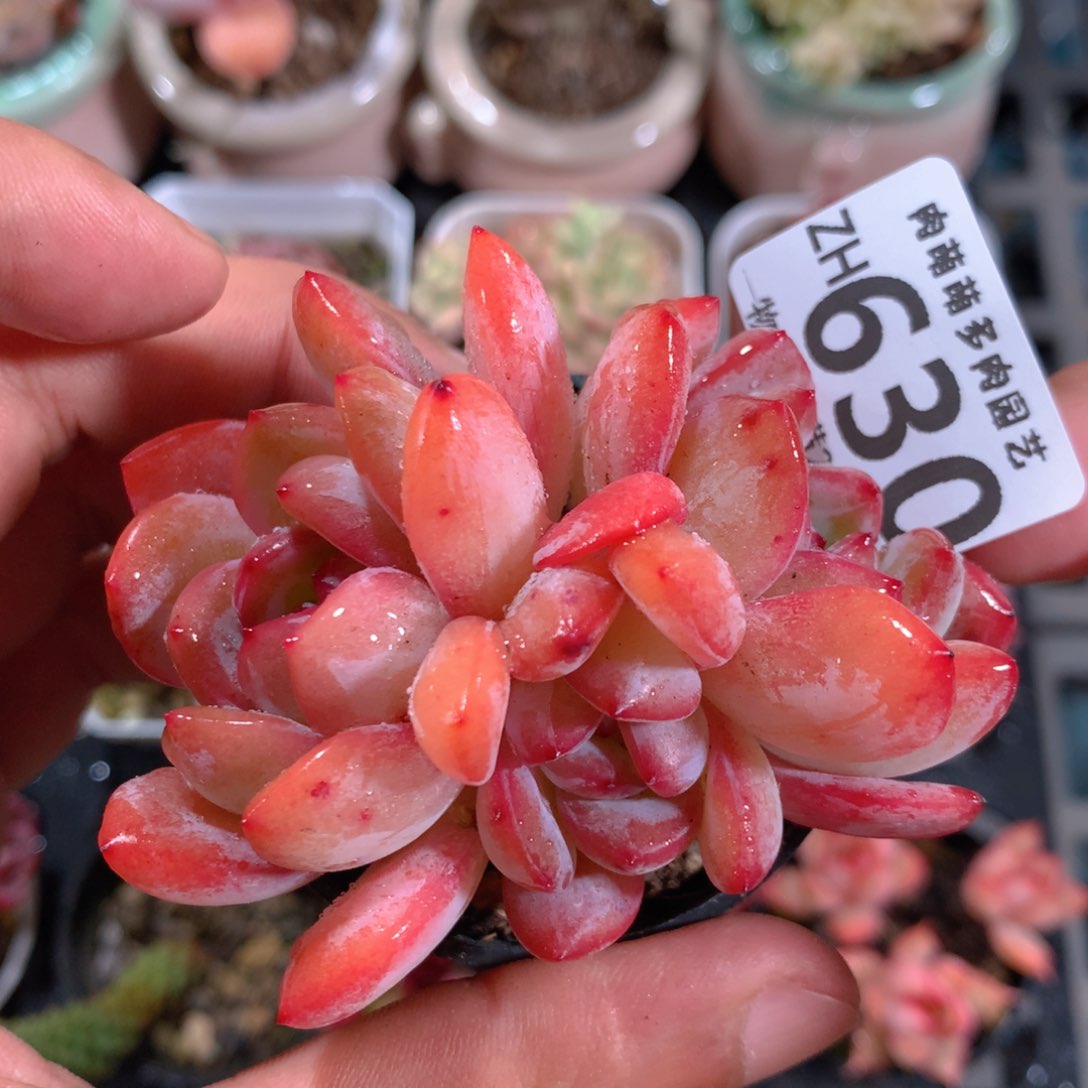5CM拇指盆精控多肉ZH630