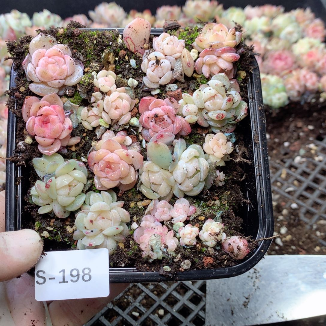 无花朵S198月英语英语