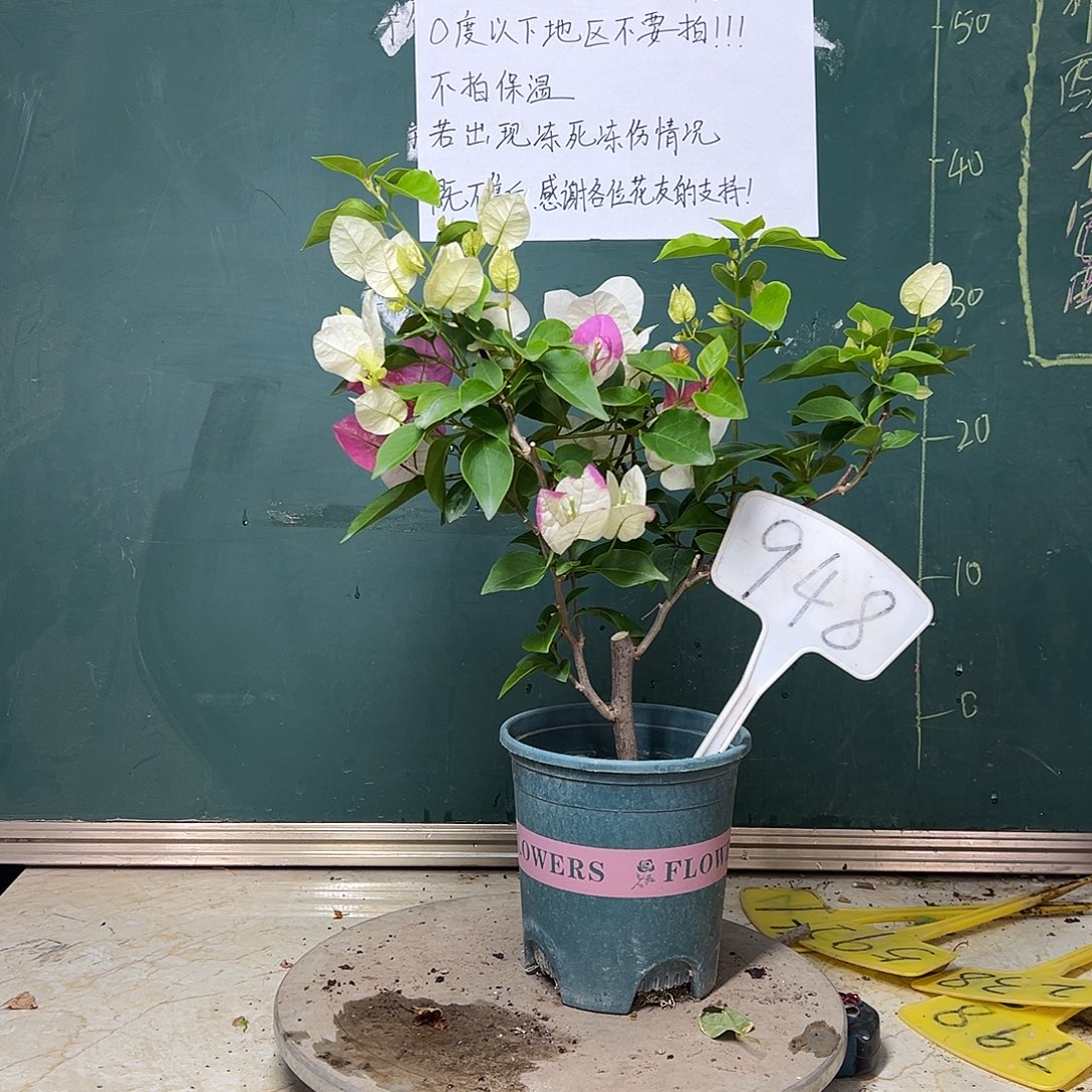 完全开放椰子冰 948