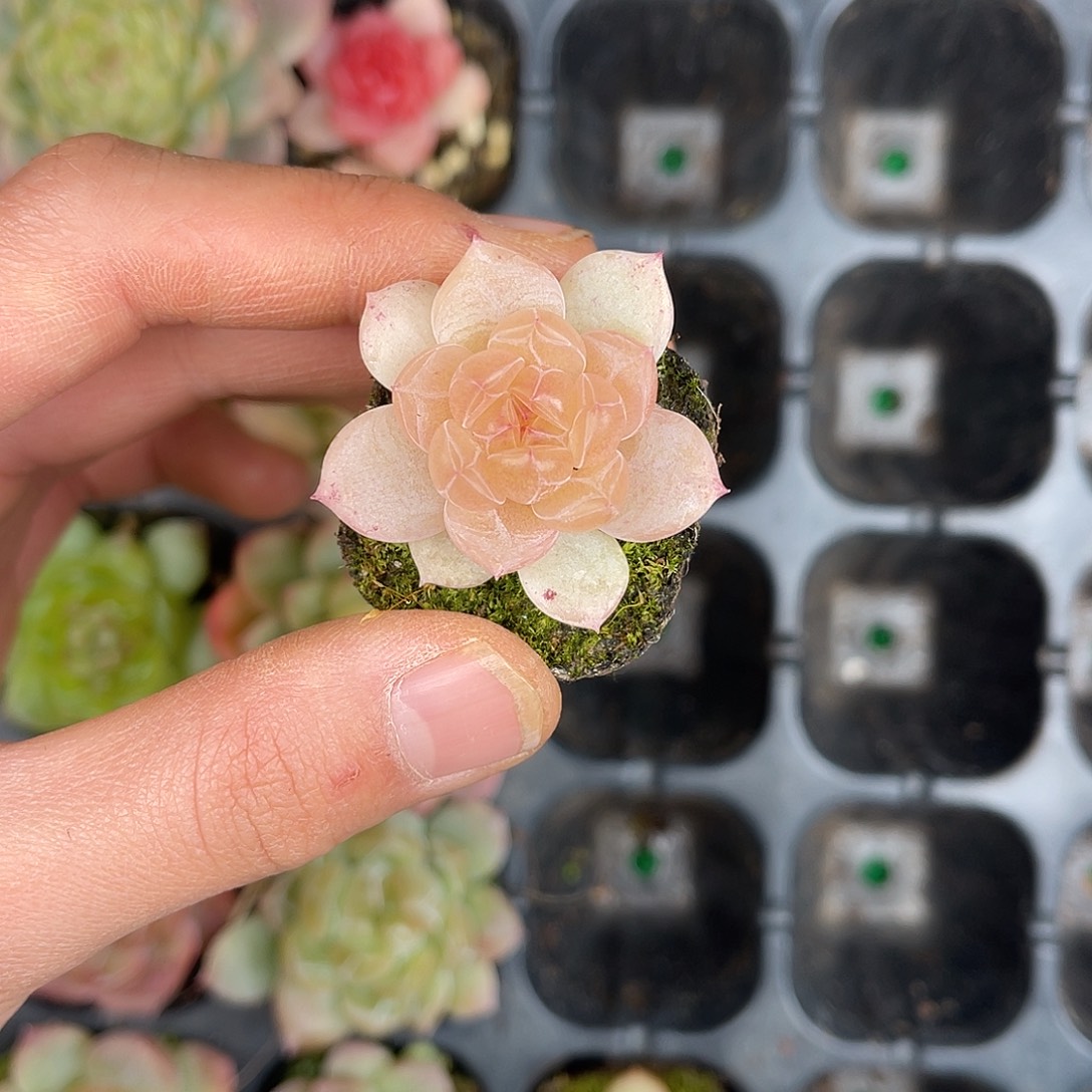 多肉一物一拍28-198