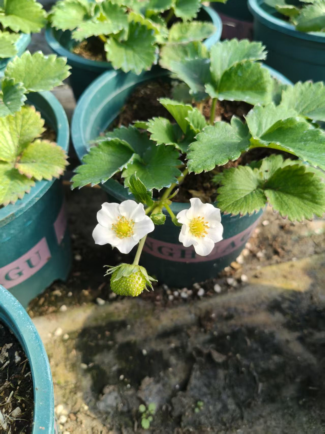 粉玉草莓盆载；原盆原土