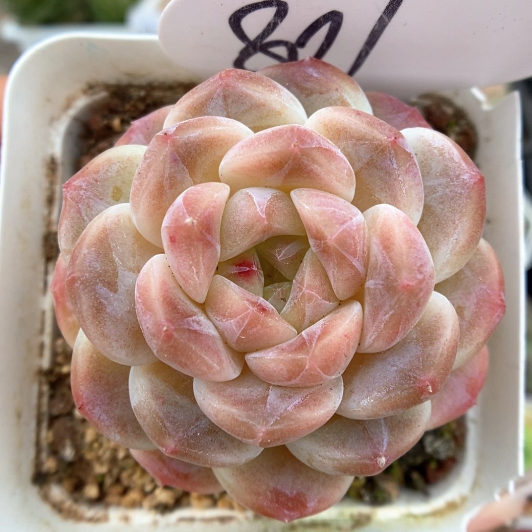 粉黛冰魄可拍801号