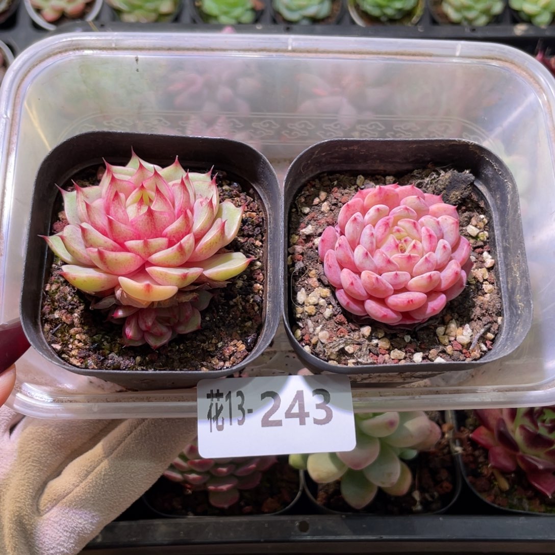 花利美13-243框拍2颗