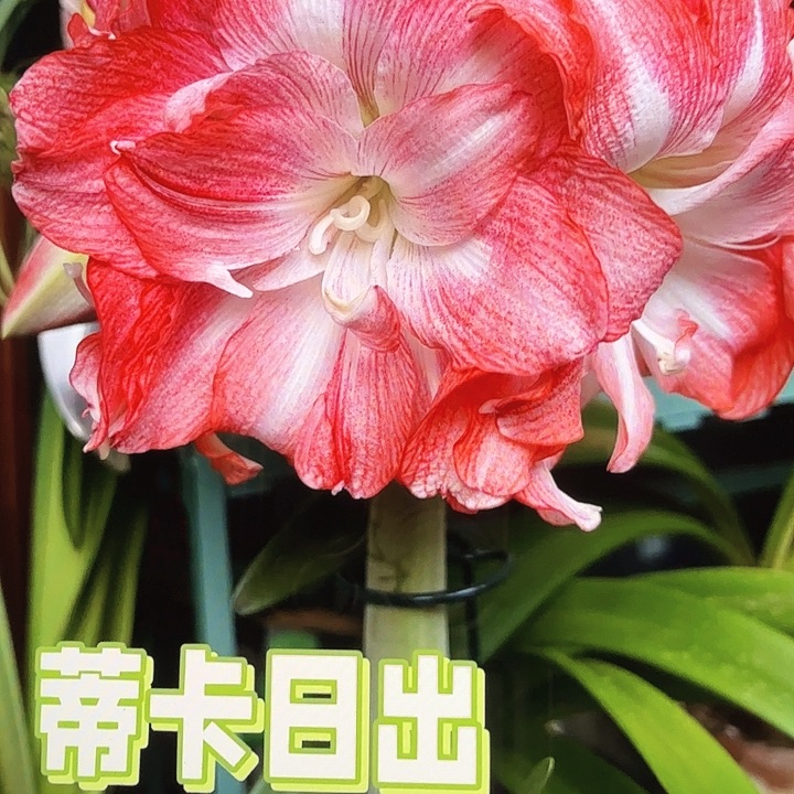 蒂卡日出直径5-6厘米
