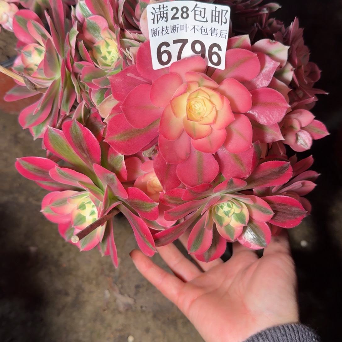 6796女巫多肉植物