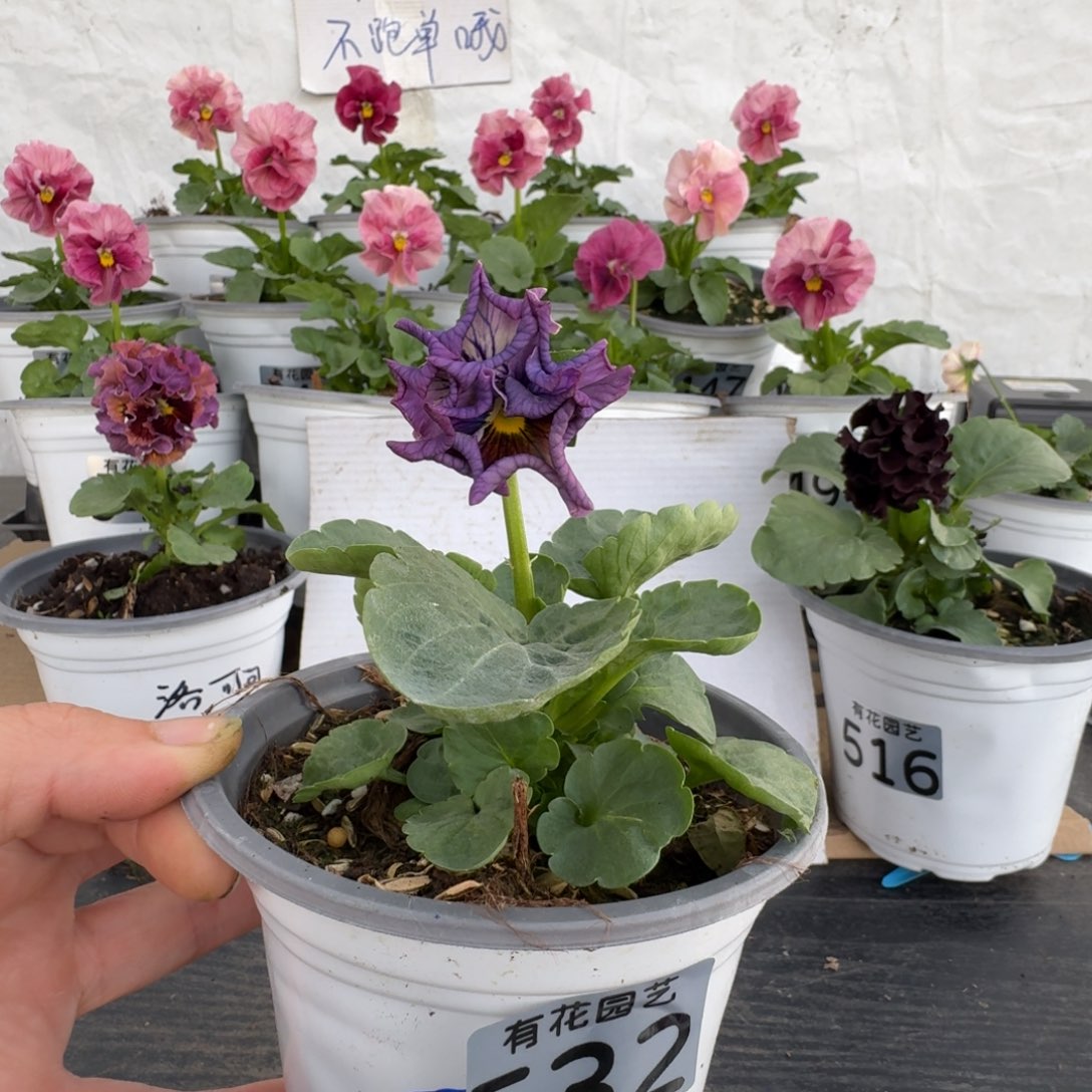 全部花朵532号角堇