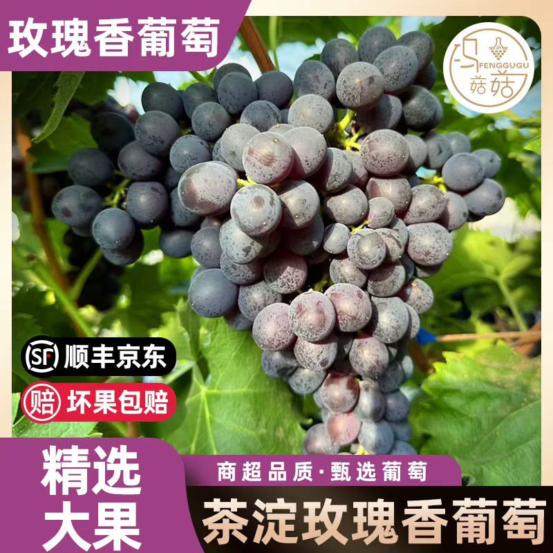 （空运地区专拍包邮）天津汉沽茶淀玫瑰香葡萄4斤现摘现发坏果包赔