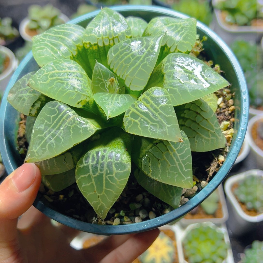 加仑盆康平玉露多肉多肉1