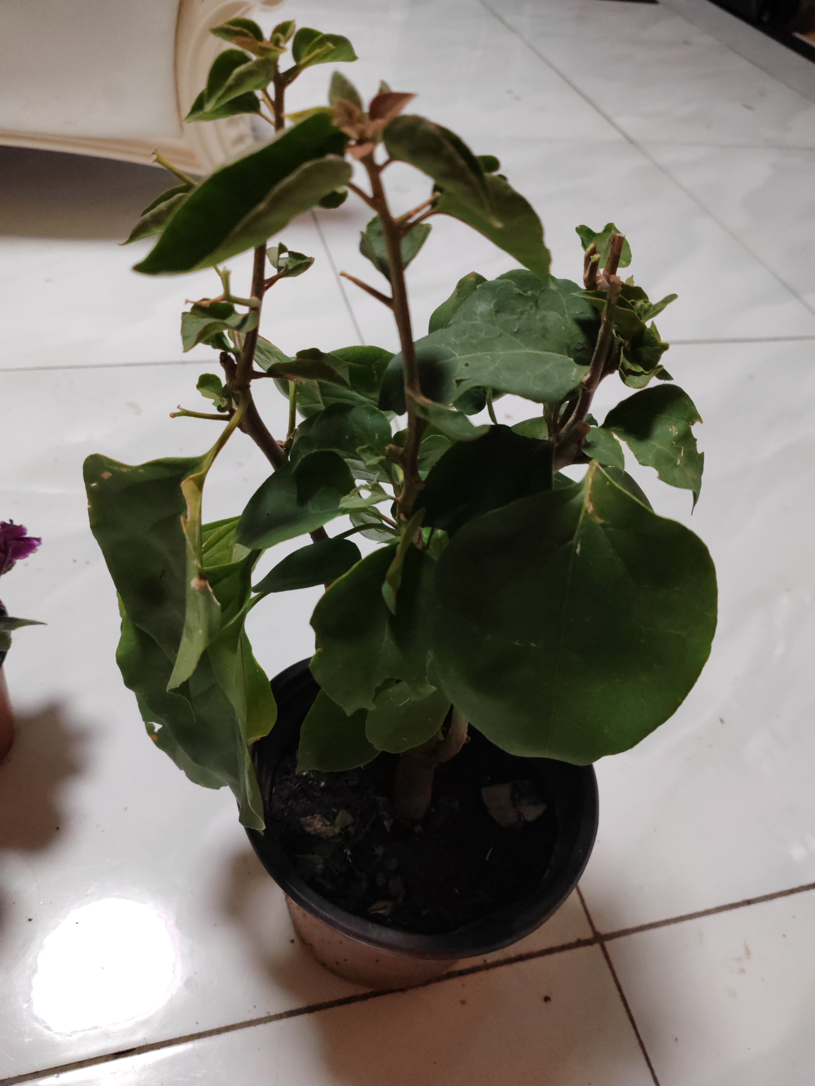 花暴三角梅一盆包邮到家