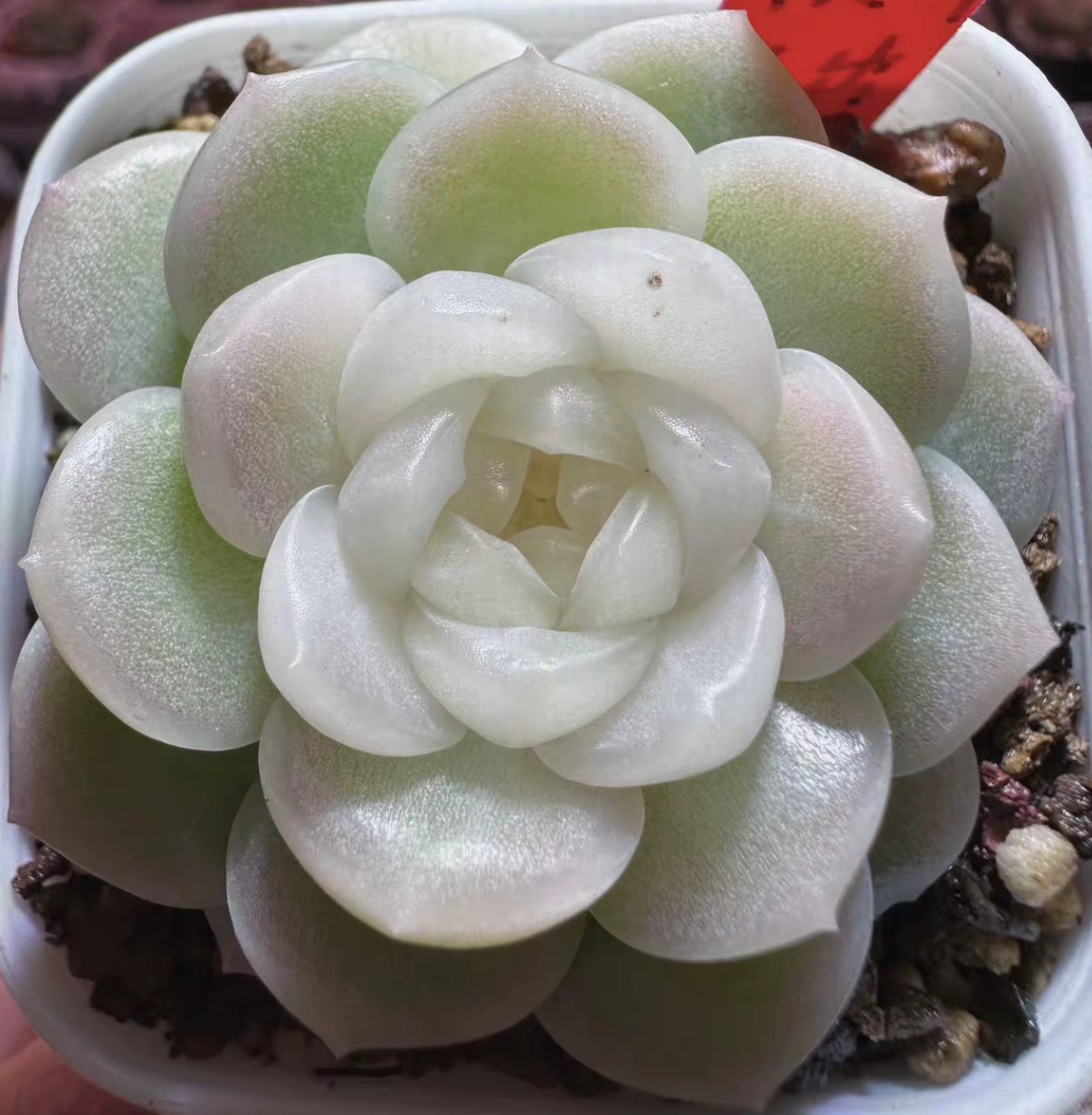 财富密码11多肉植物