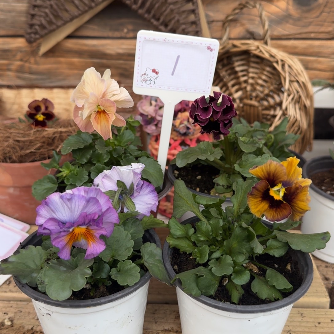 无花朵1205 抖音1组4棵