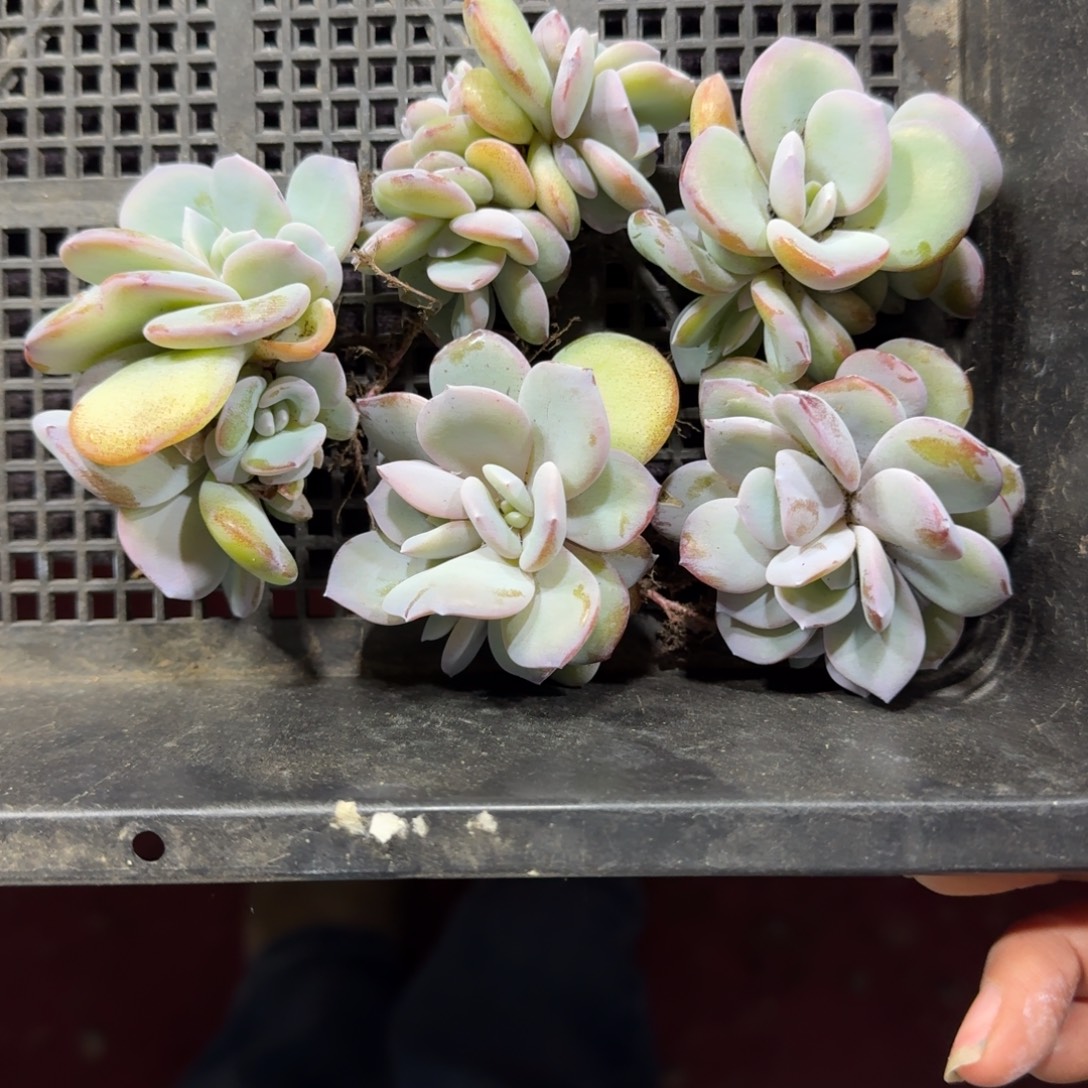 韩版奶茶三头5颗一起一物一拍