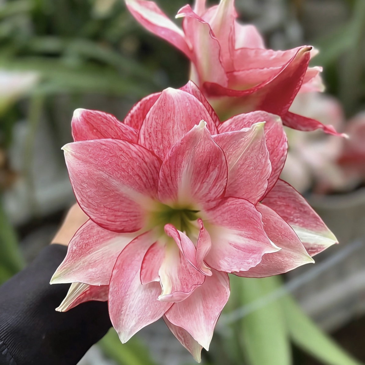 包对版（樱花舞）国产新品白肋品种朱顶红种球基地球