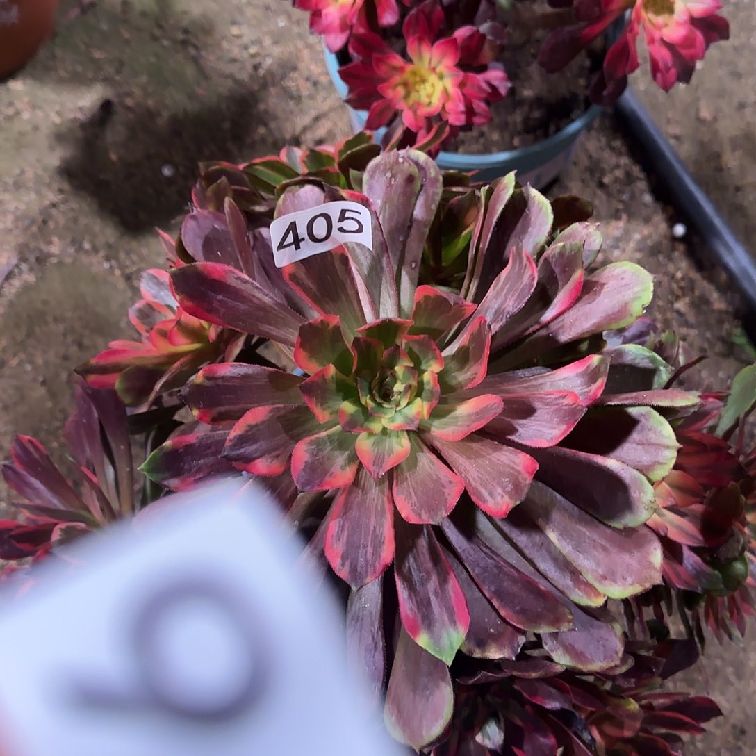 多肉植物法师烟花405