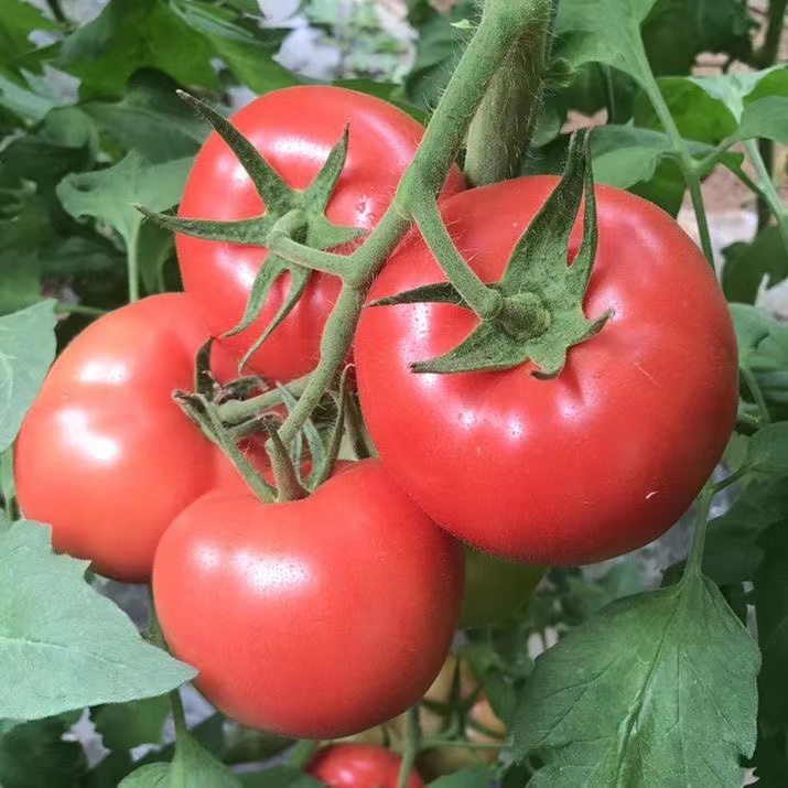 【当天发  明天到】河南沙瓤西红柿农家自种地头现摘