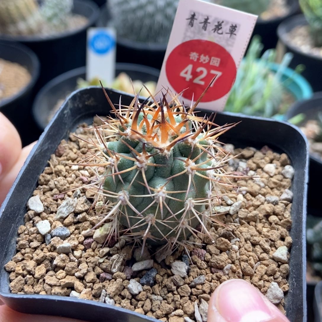 实生极光球黑曜3cm