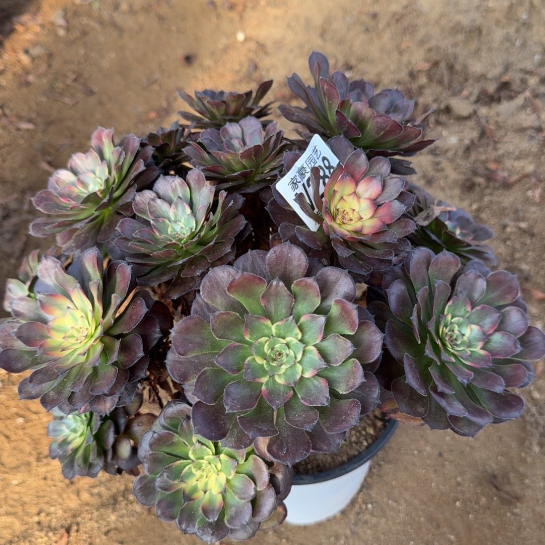 288烟花官服22左右2