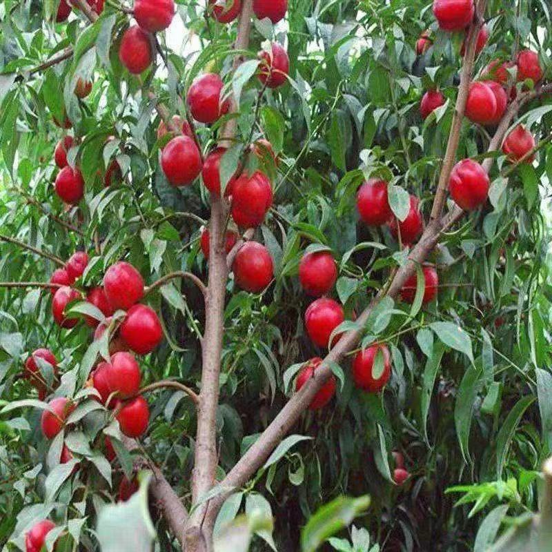正宗嫁接各种桃树苗根细发达基地直发南方北方均可种植水果