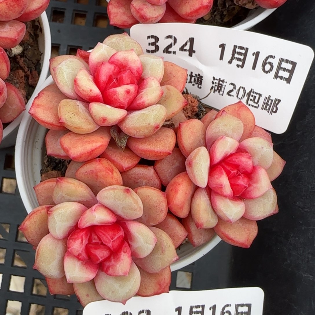 花语逸镜0116-324龙沙宝石