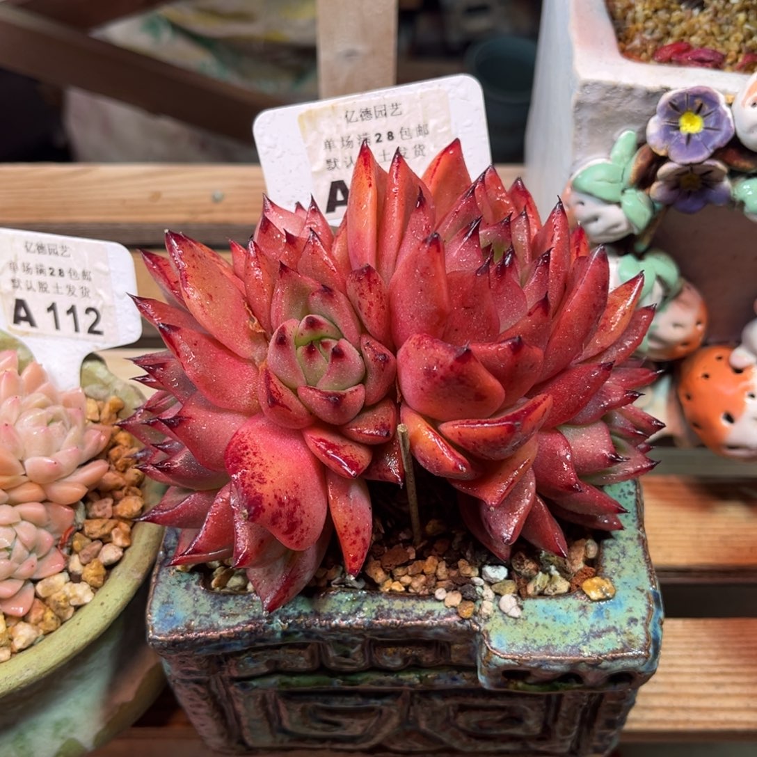 贝壳杂duociyijulvlvlvni