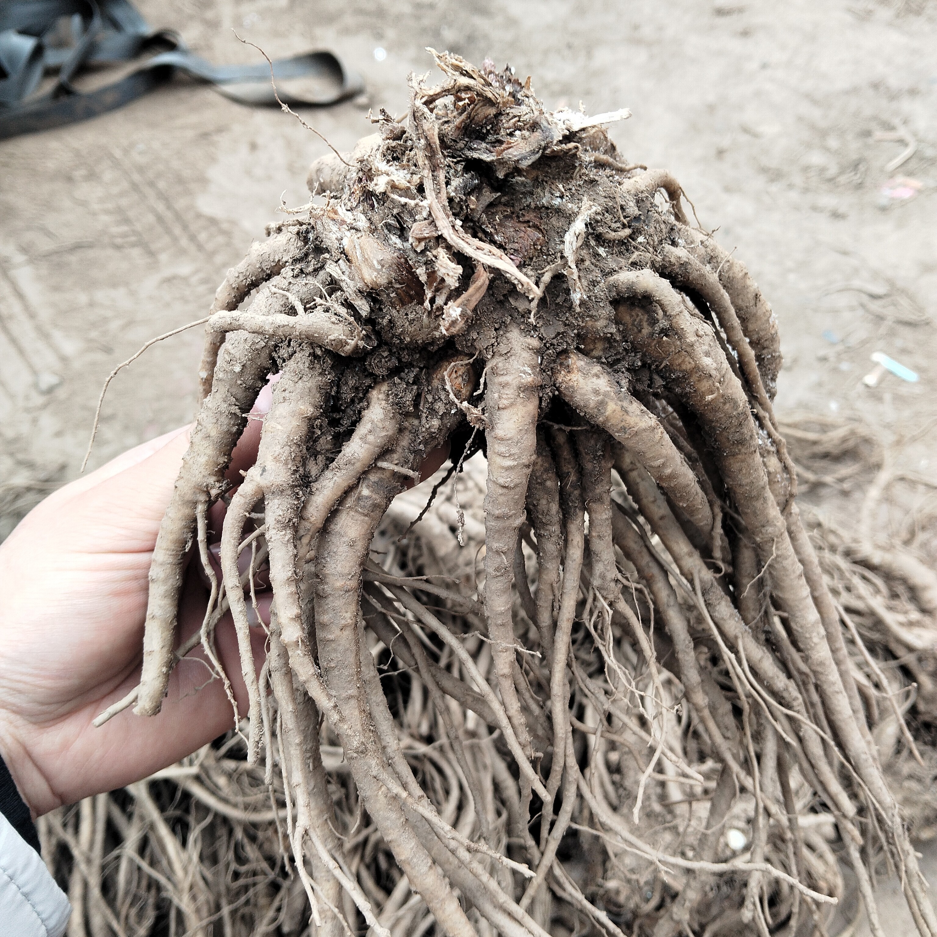 甘肃岷县新鲜当归原产地直发滋补