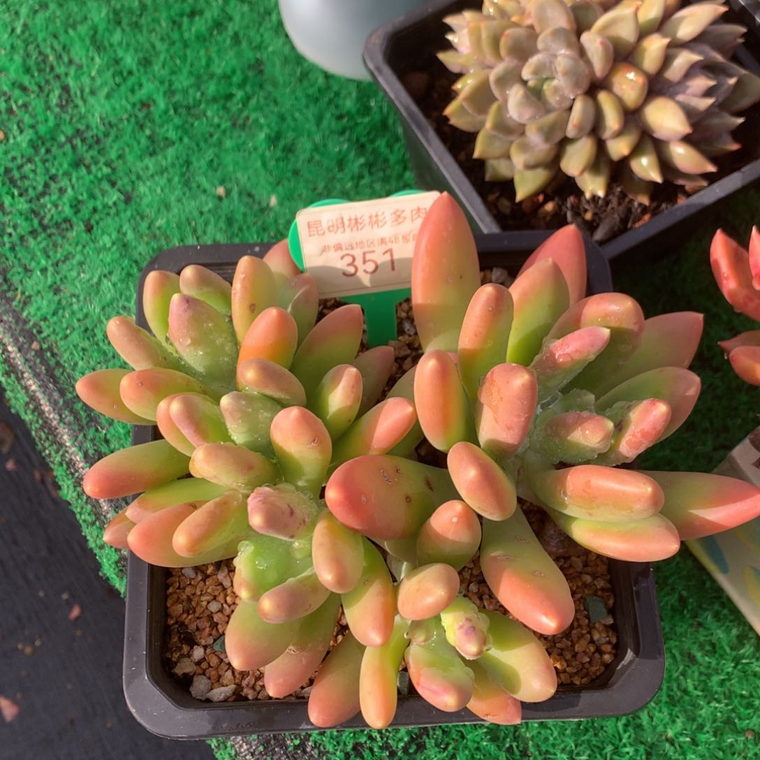 金蝉矮桩平头351