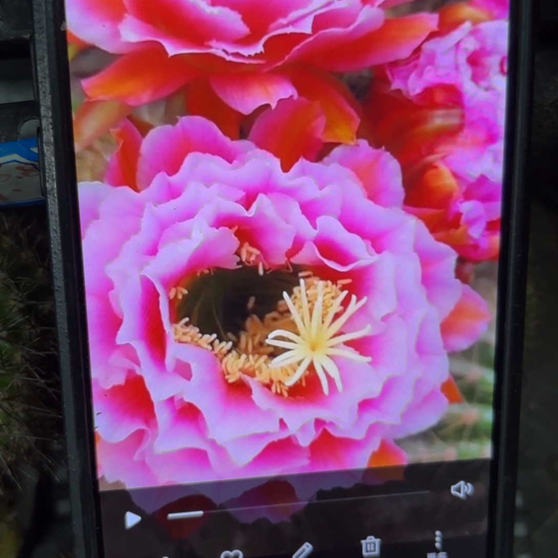 如意毛侧牙20包邮仙人球13