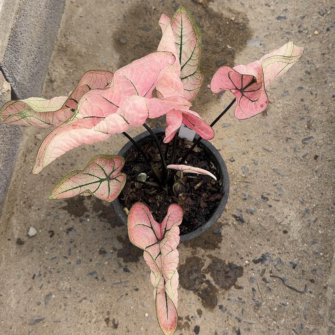 泰国彩叶芋55-0124