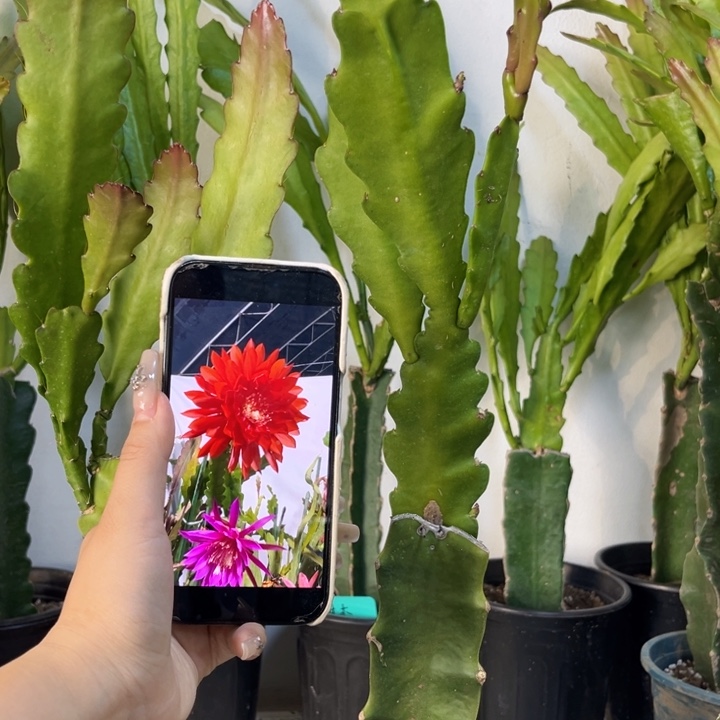 当前无花栽培后可以开花887