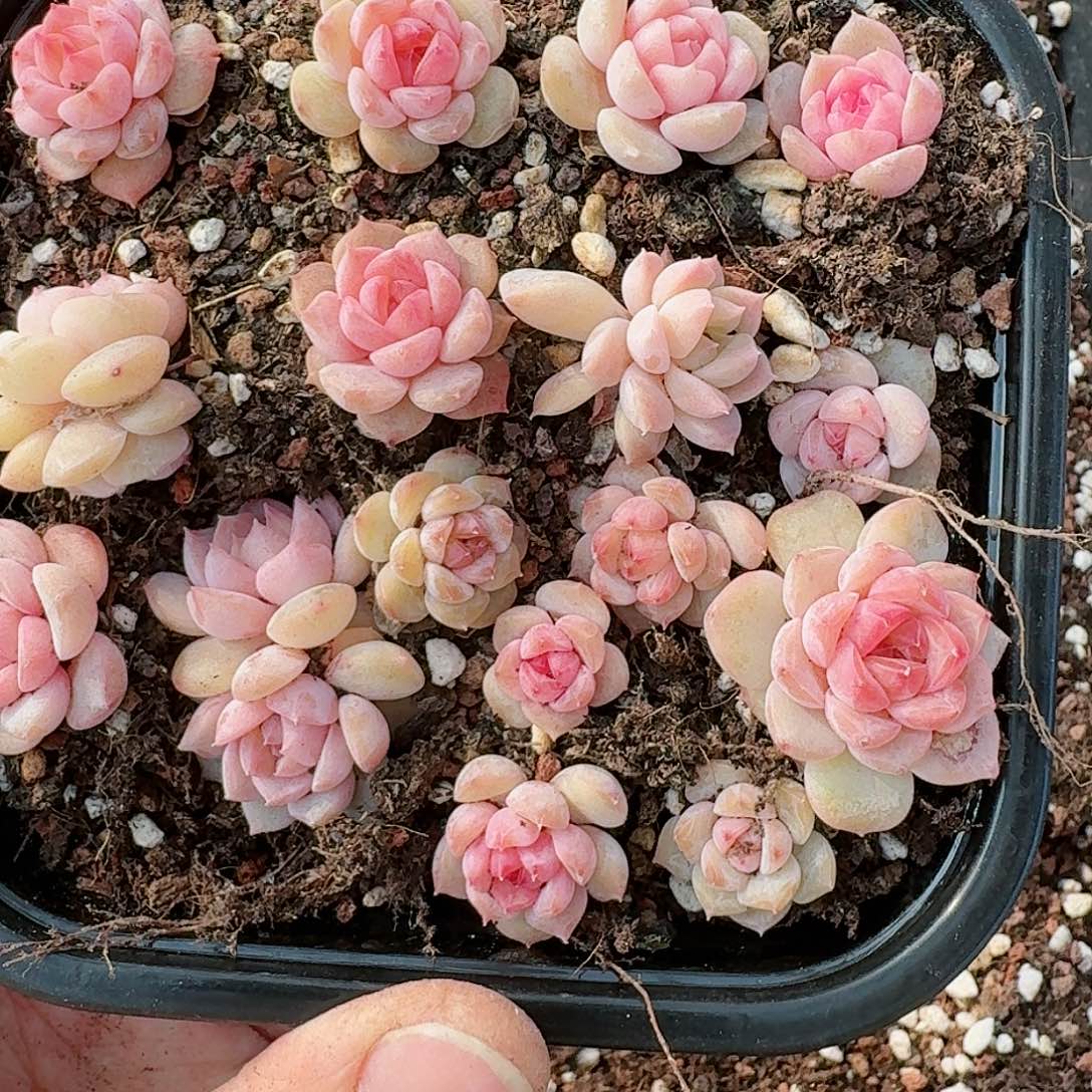 杂交新品珍妮多肉277