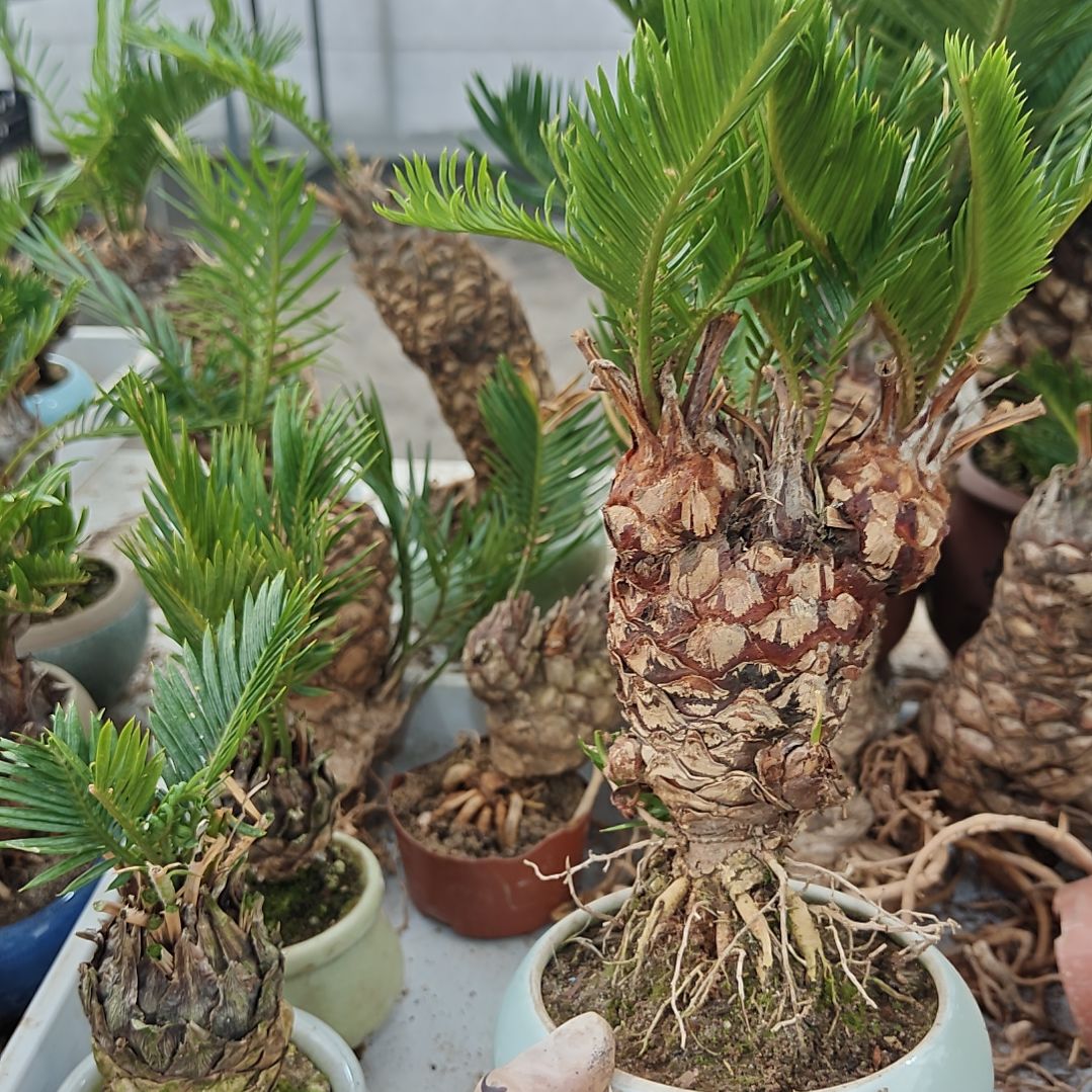 东***峰无花朵白鳞铁盆景基地价