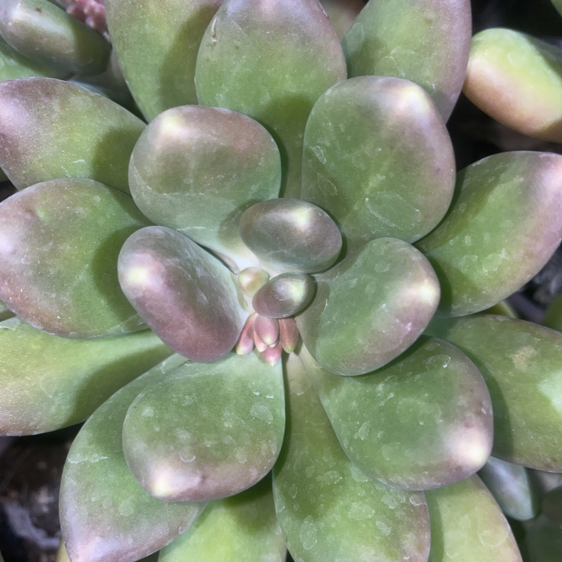 『金蝉』多肉植物盆栽 全店满15包邮