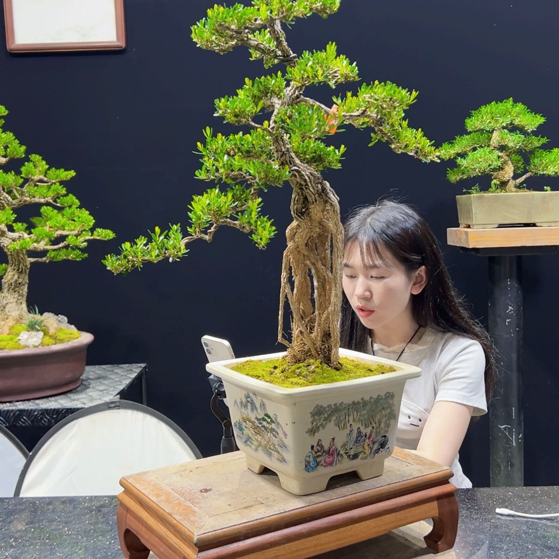 黄杨盆景老桩四季常青