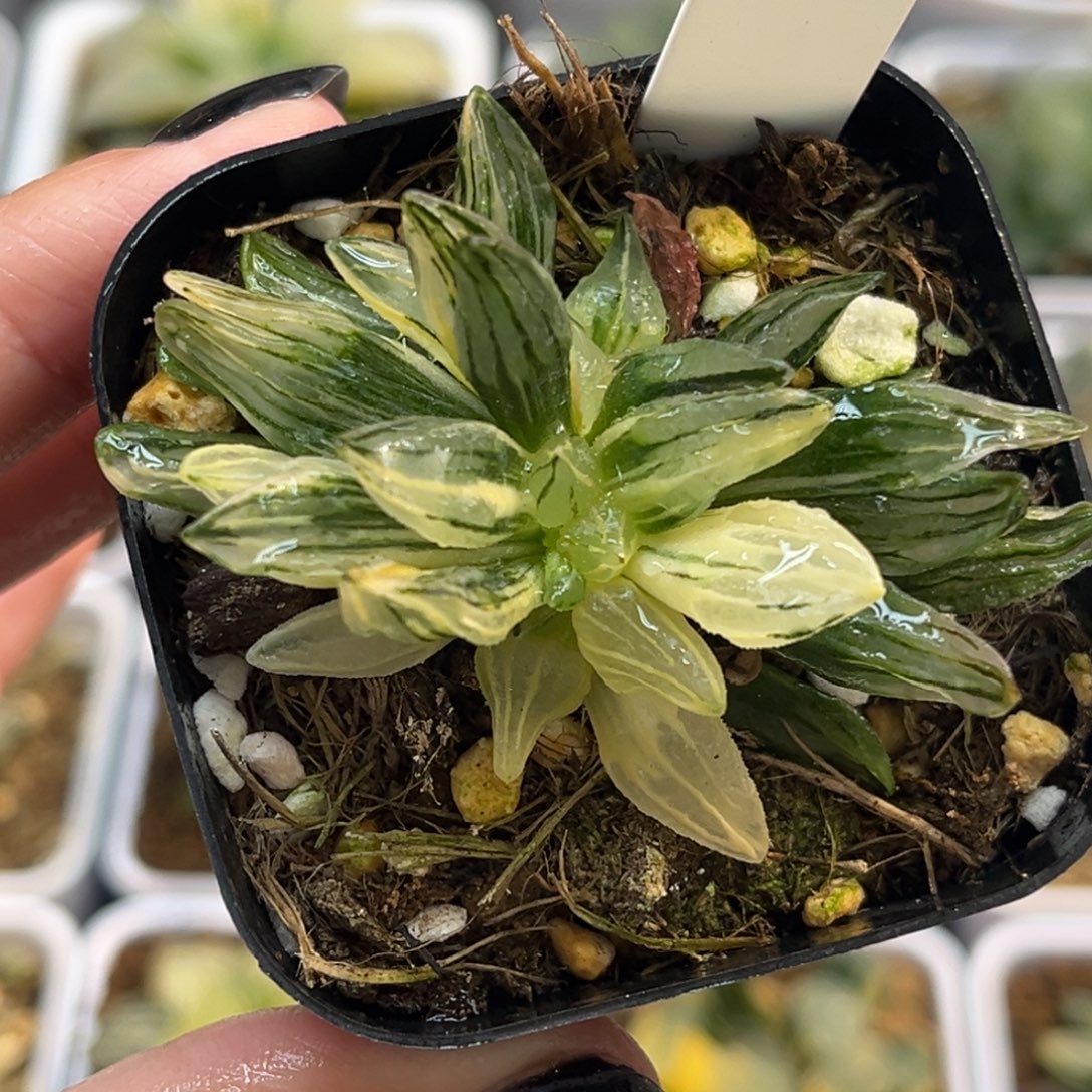 26缀化西瓜寿锦福利专场