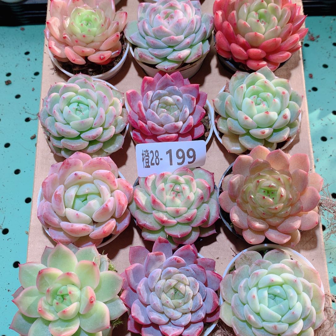 长***英28-199一物一拍多肉带盆18颗