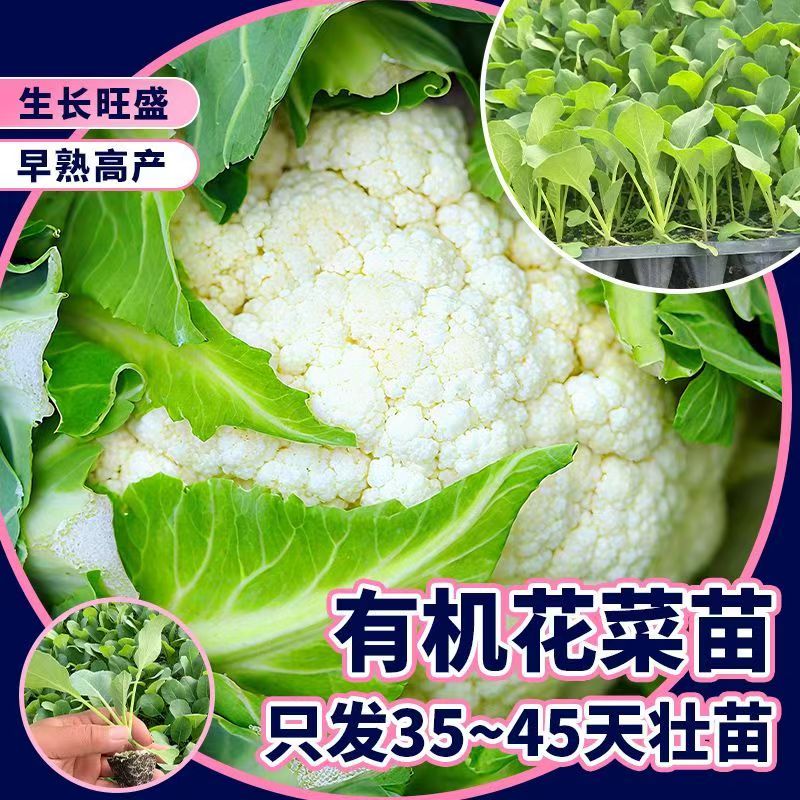 新鲜有机白花菜花椰菜农家当季时令蔬菜秧苗