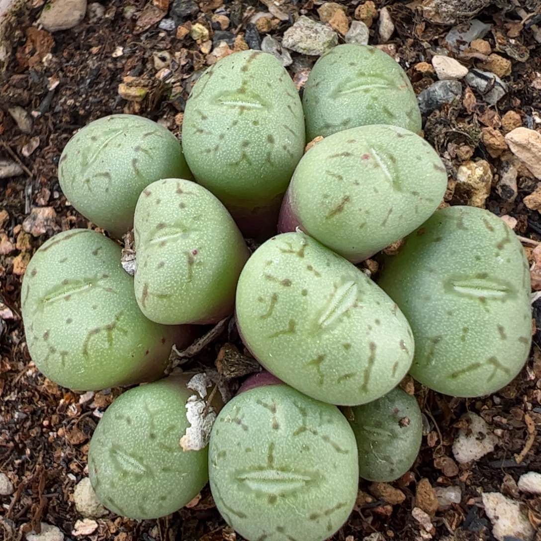 猴脸杂交多肉植物百科