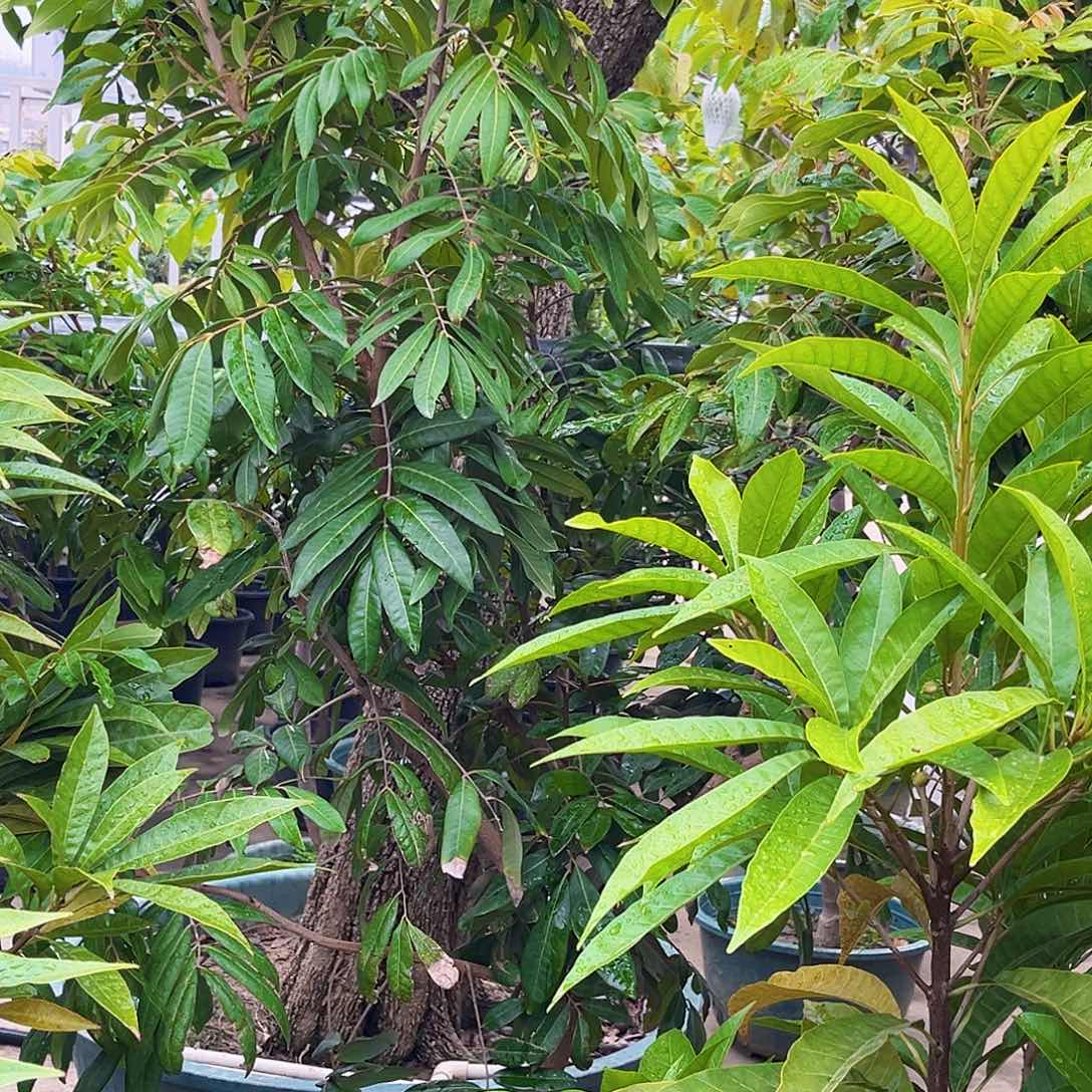 温***司无花朵四季龙眼88888888