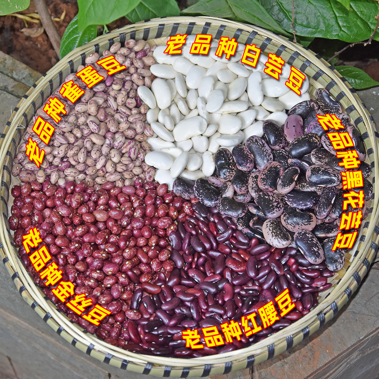 云南老品种豆类组合农家种植散装五谷杂粮粗粮熬粥煲汤炖肉土特产