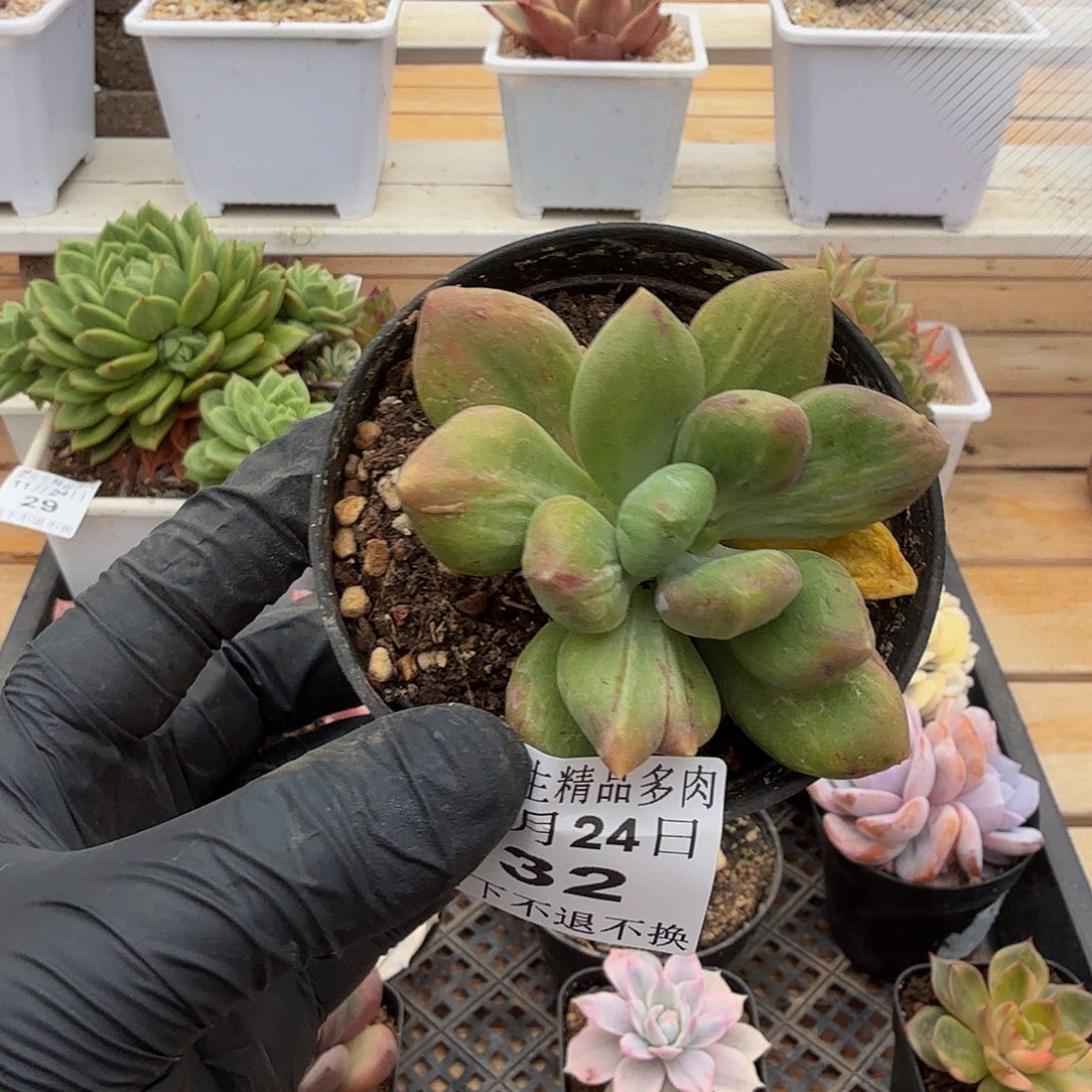 1124-32乌里韦亚锦