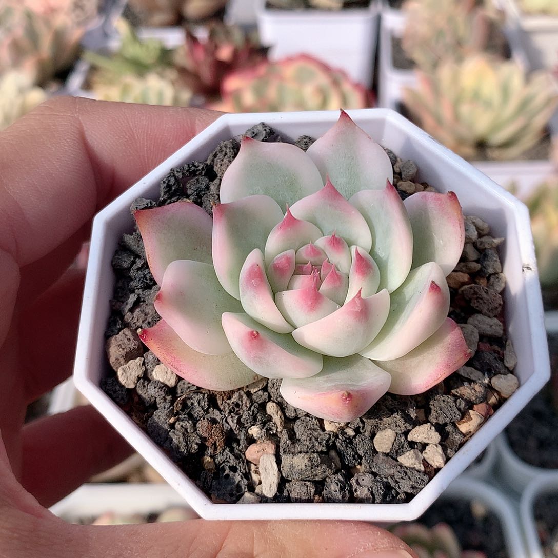 吉娃娃锦多肉植物老桩
