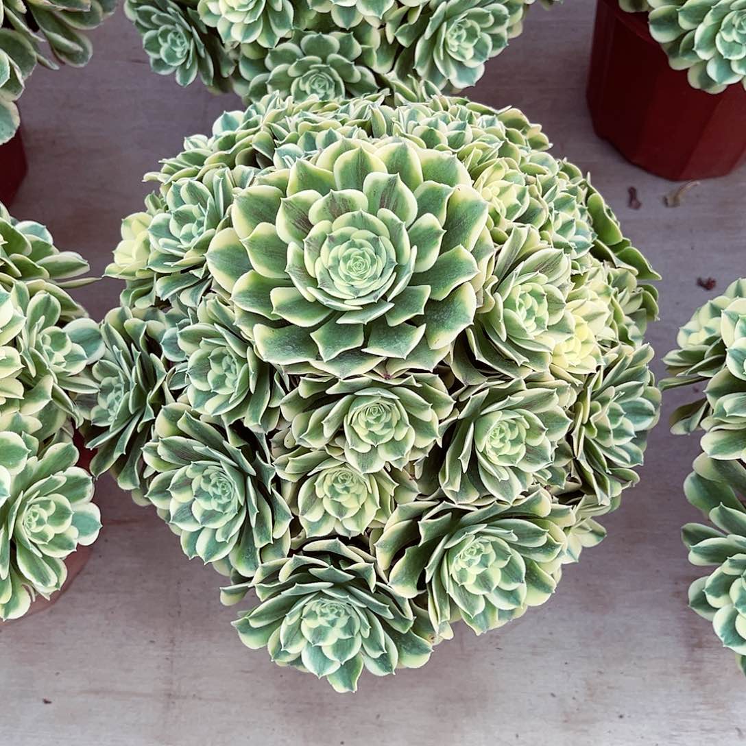 法师多肉植物绿豆沙