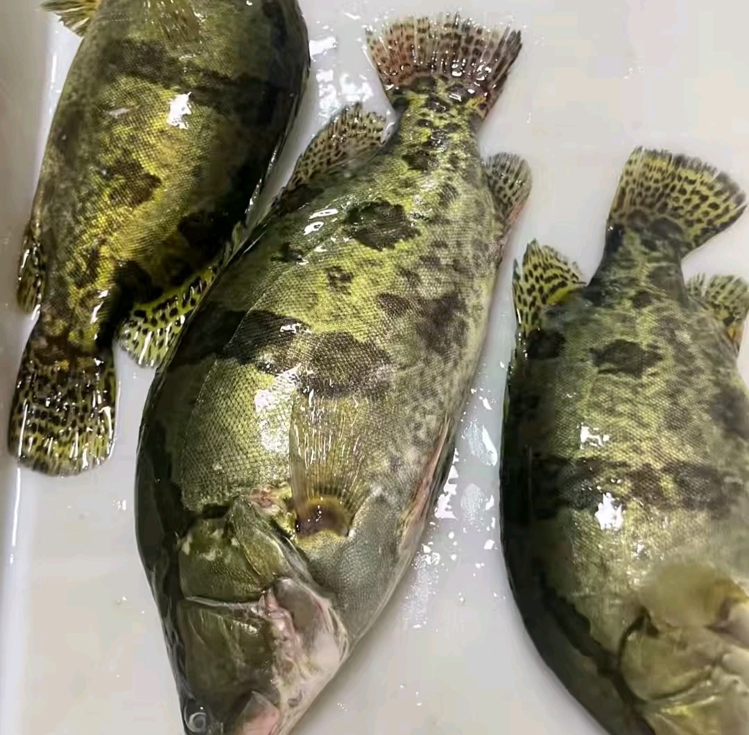 冬捕冷水大鳌花鱼