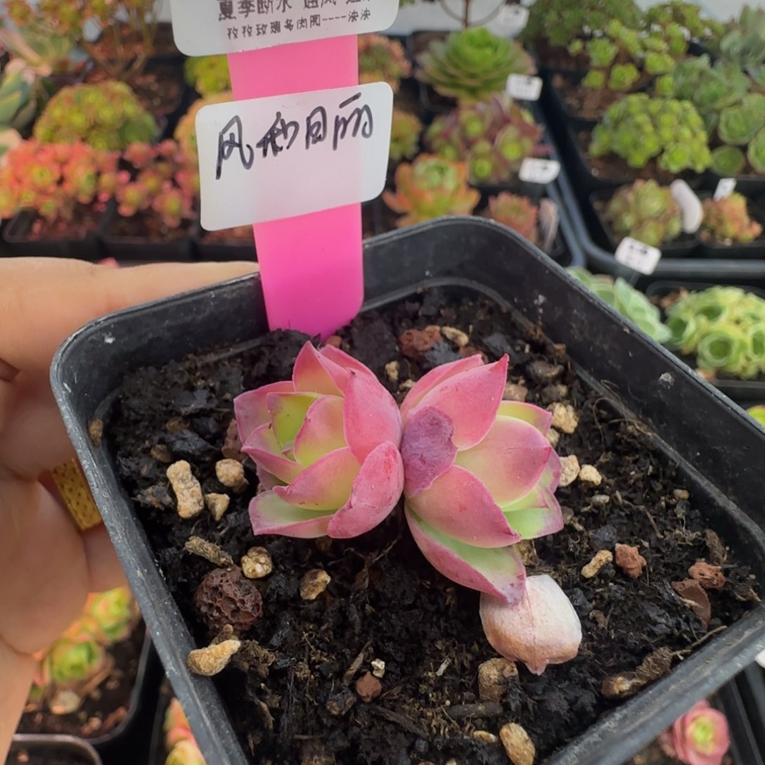 风***丽L659半城玫瑰不含盆土