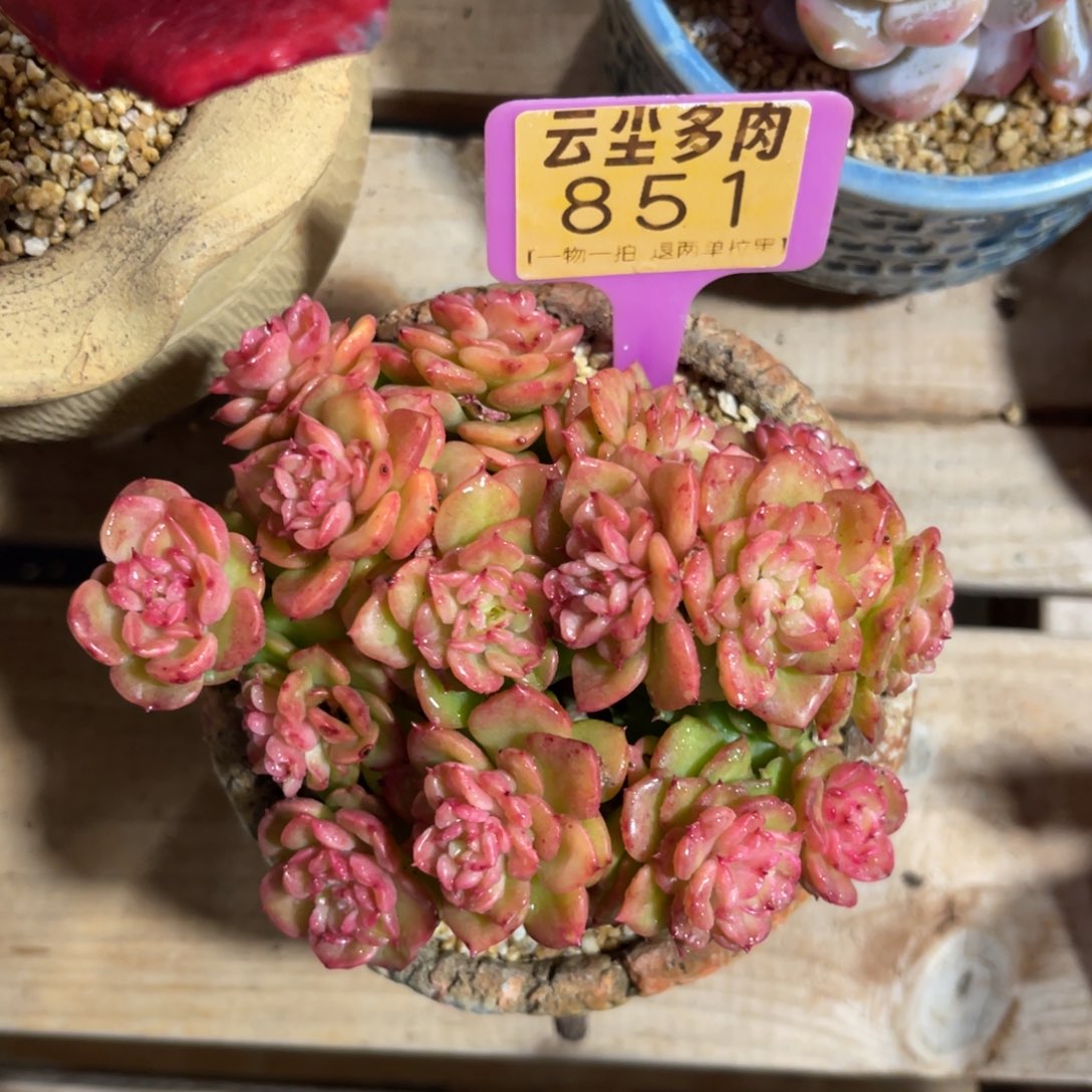 小***堡云尘多肉一物一拍不含盆851