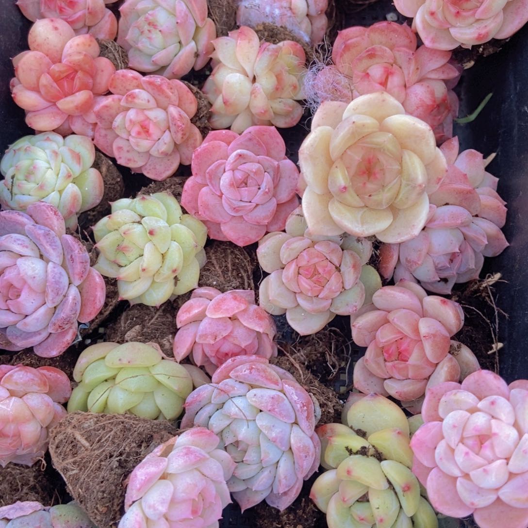 精品多肉植物保底30